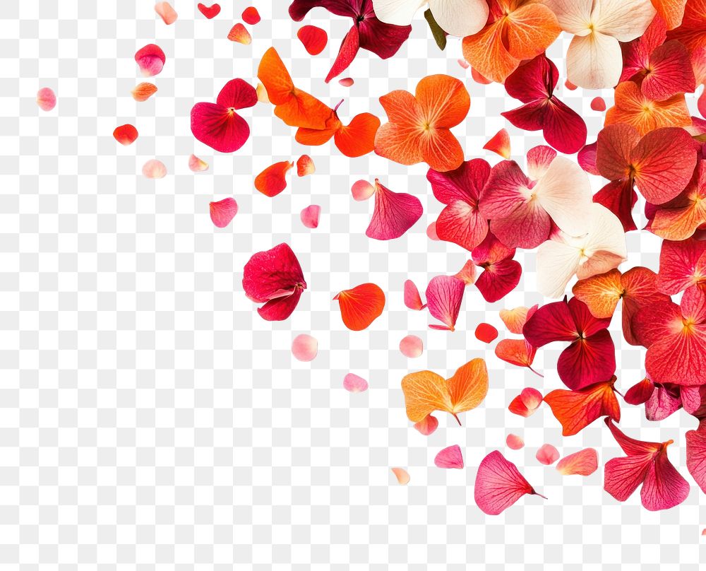 PNG Flowers confetti border background petals white.