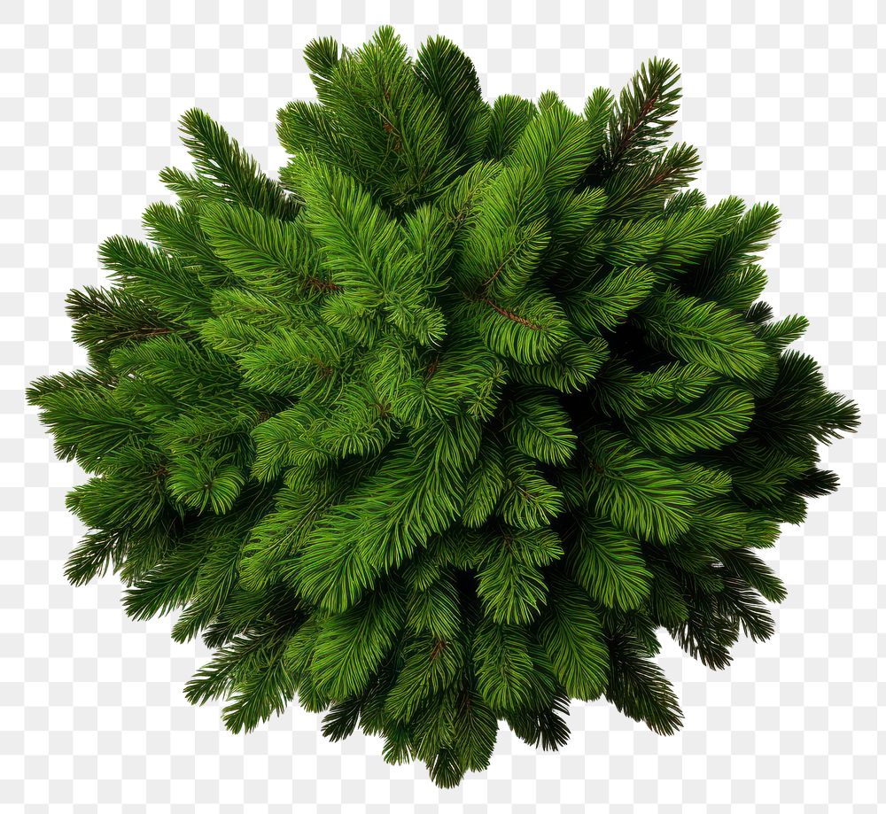 PNG Christmas tree background plant pine.