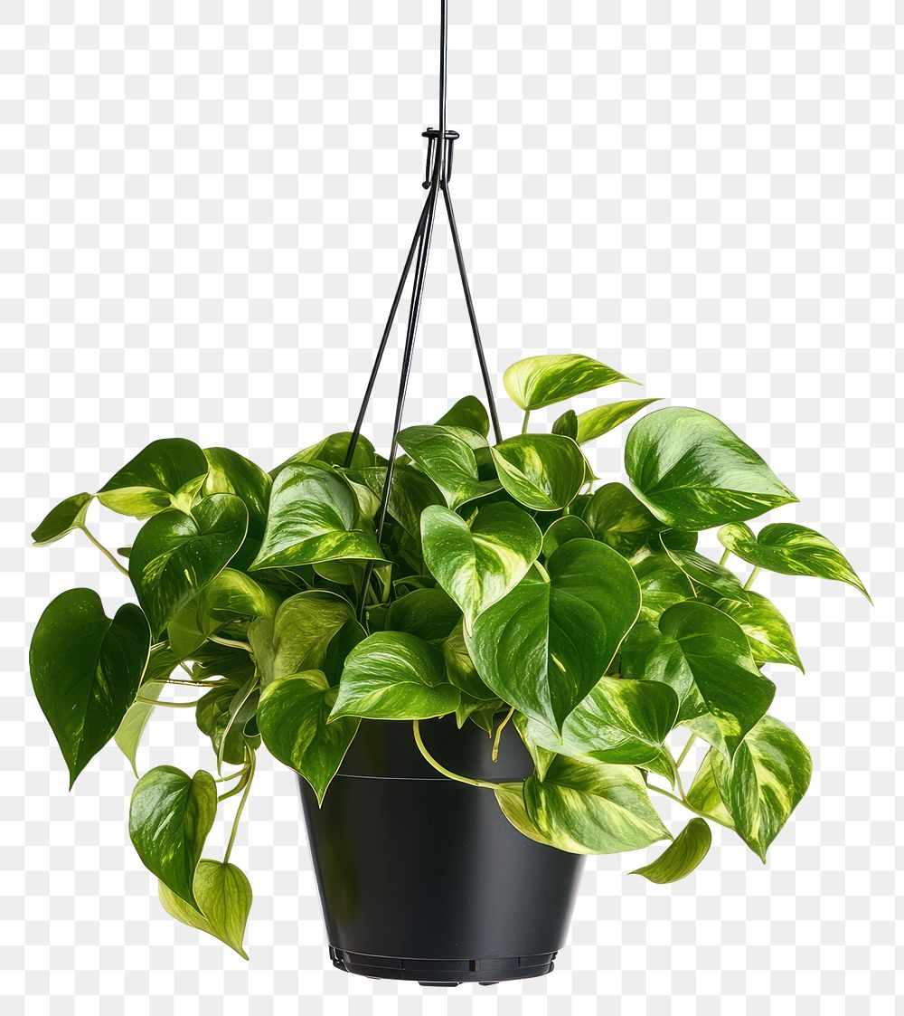 PNG Golden Pothos plant houseplant hanging.