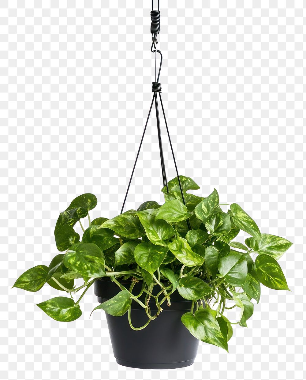 PNG Pothos plant houseplant hanging.