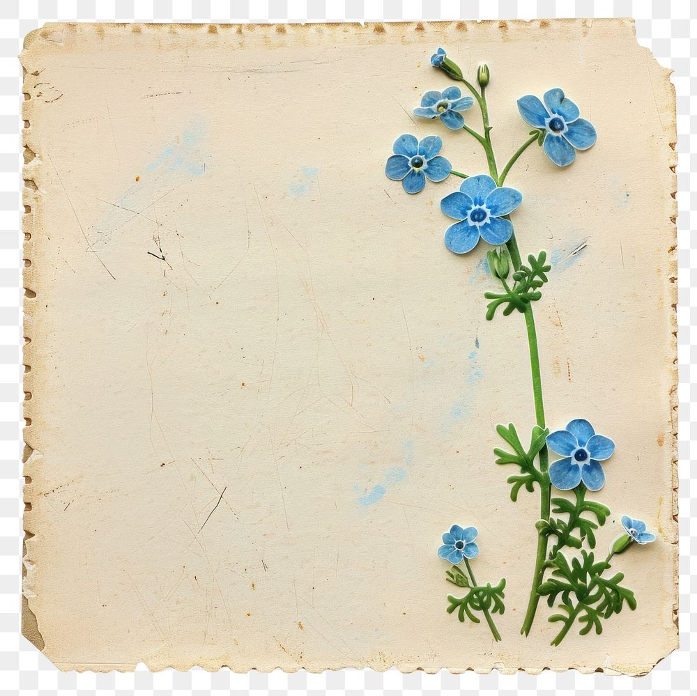 PNG Forget-Me-Nots flower flowers paper art.