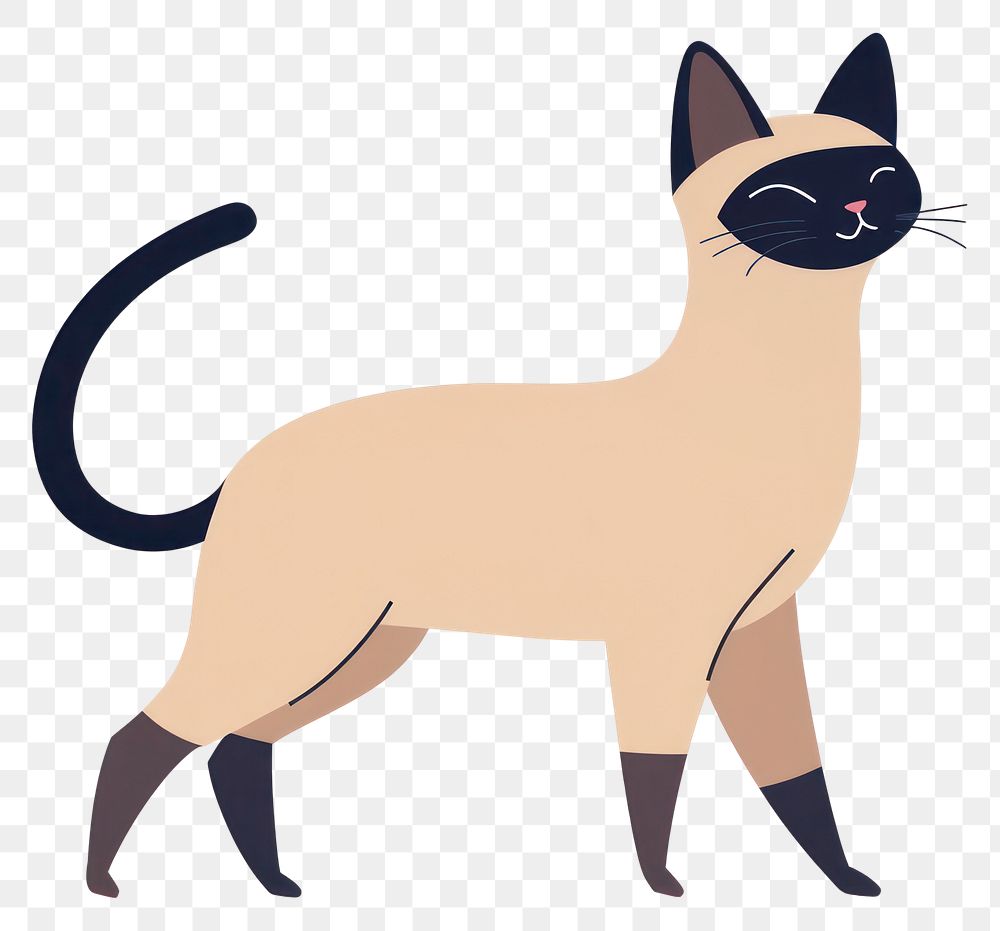 PNG Siamese cat siamese illustration animal.