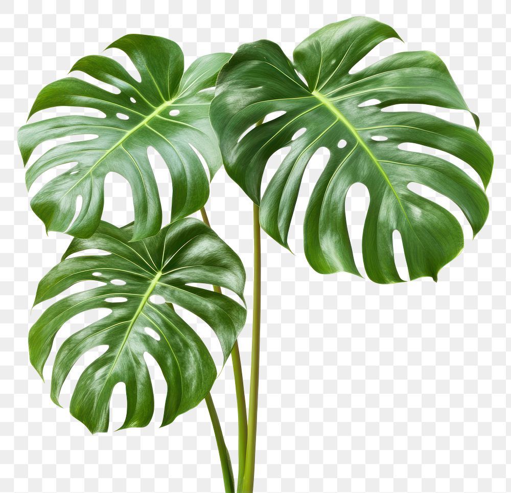 PNG Monstera deliciosa plant leaves leaf monstera.