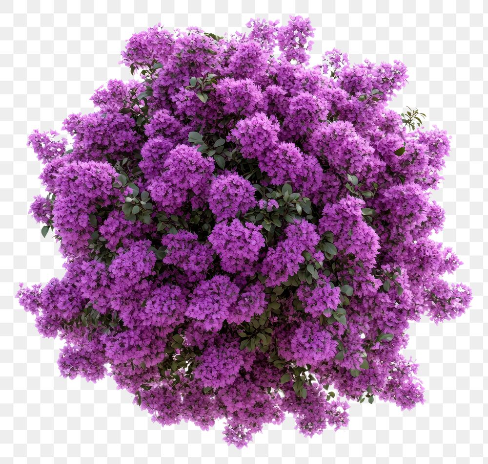 PNG Real purple flower bushes flowers shape purple flowers.