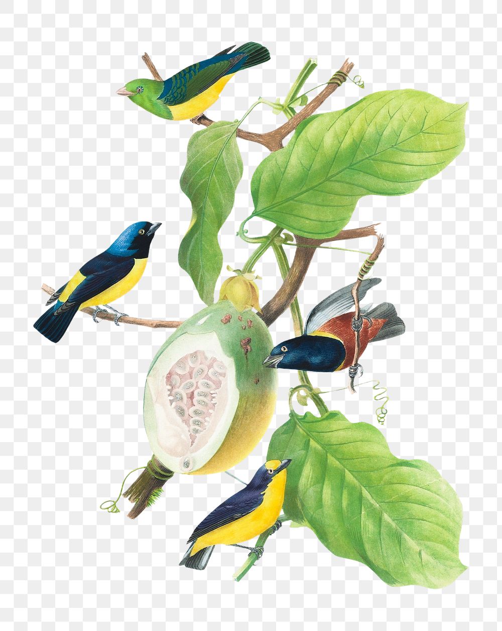 Brazilian birds png, vintage illustration on transparent background. Remixed by rawpixel.