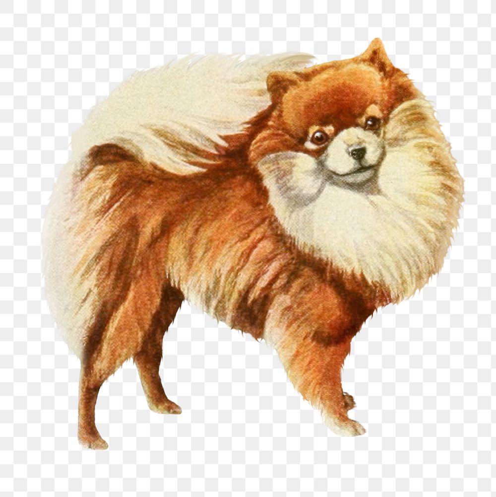 PNG Pomeranian from The book of dogs, vintage illustration on transparent background. Remixed by rawpixel.