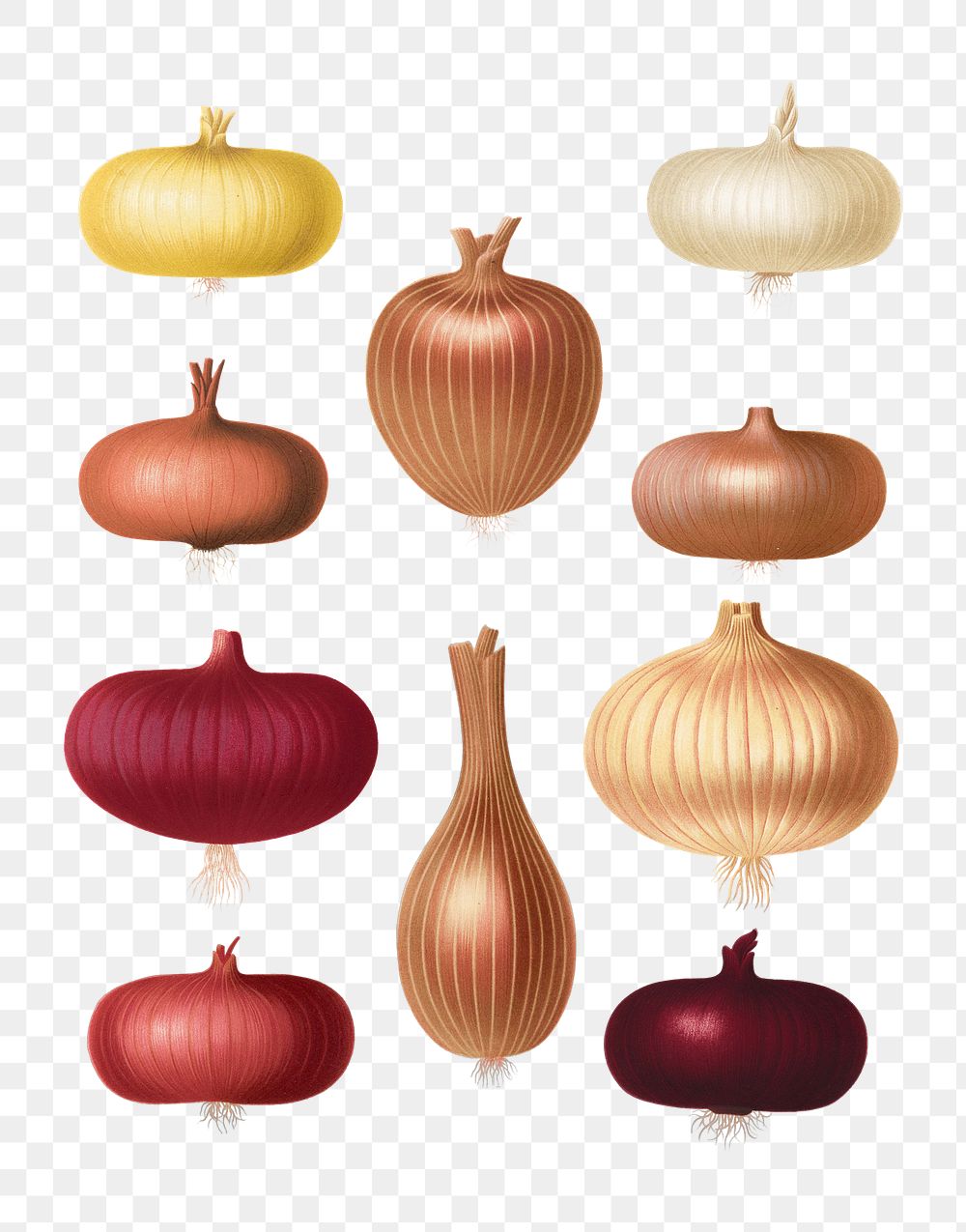 PNG Onions, vintage vegetable illustration set, transparent background. Remixed by rawpixel.