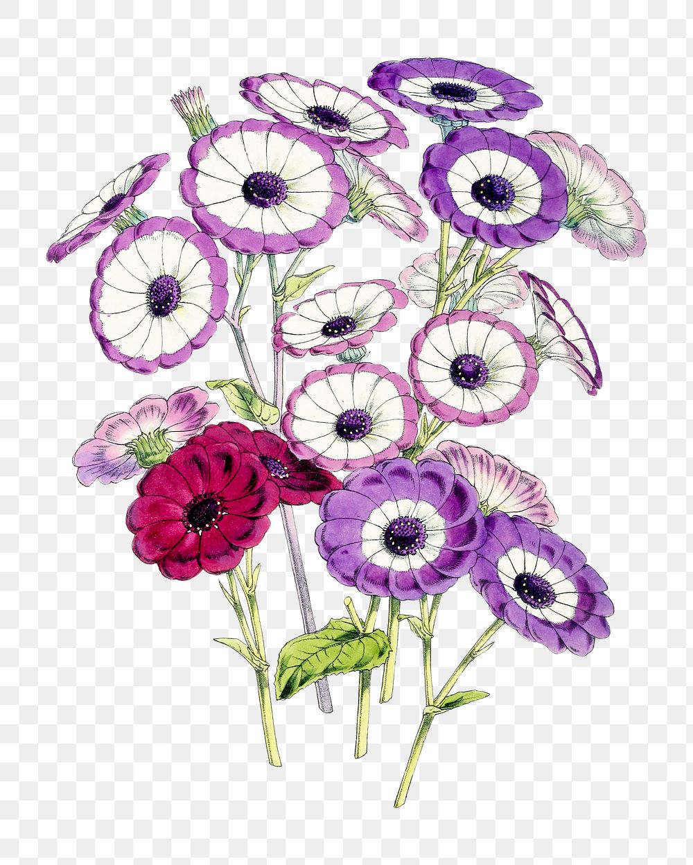 Cineraria Lady Mary Labouchere, Optima | Free PNG - rawpixel