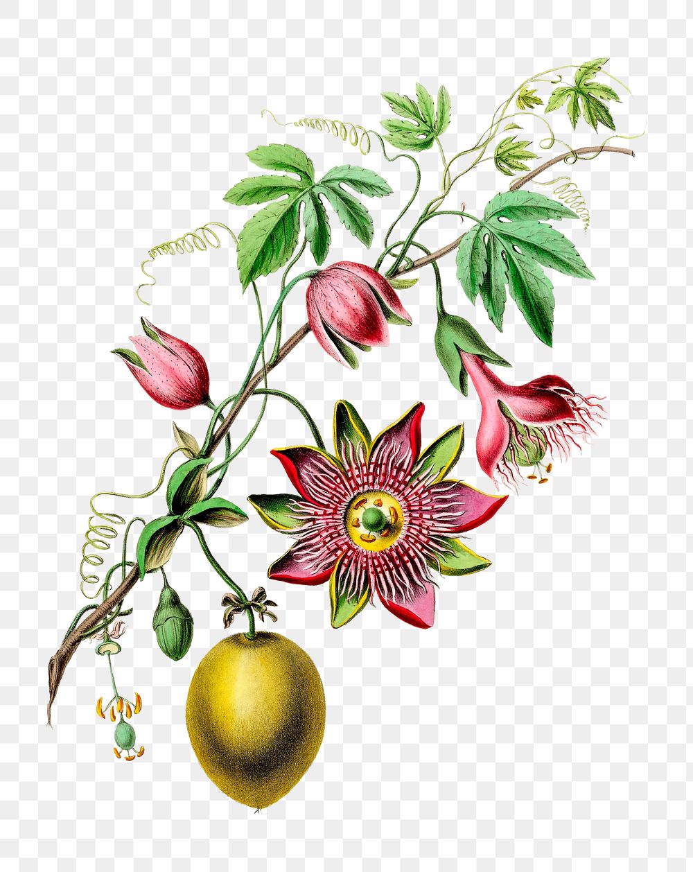 La Pomme Grenadille png, vintage botanical illustration on transparent background. Remixed by rawpixel.