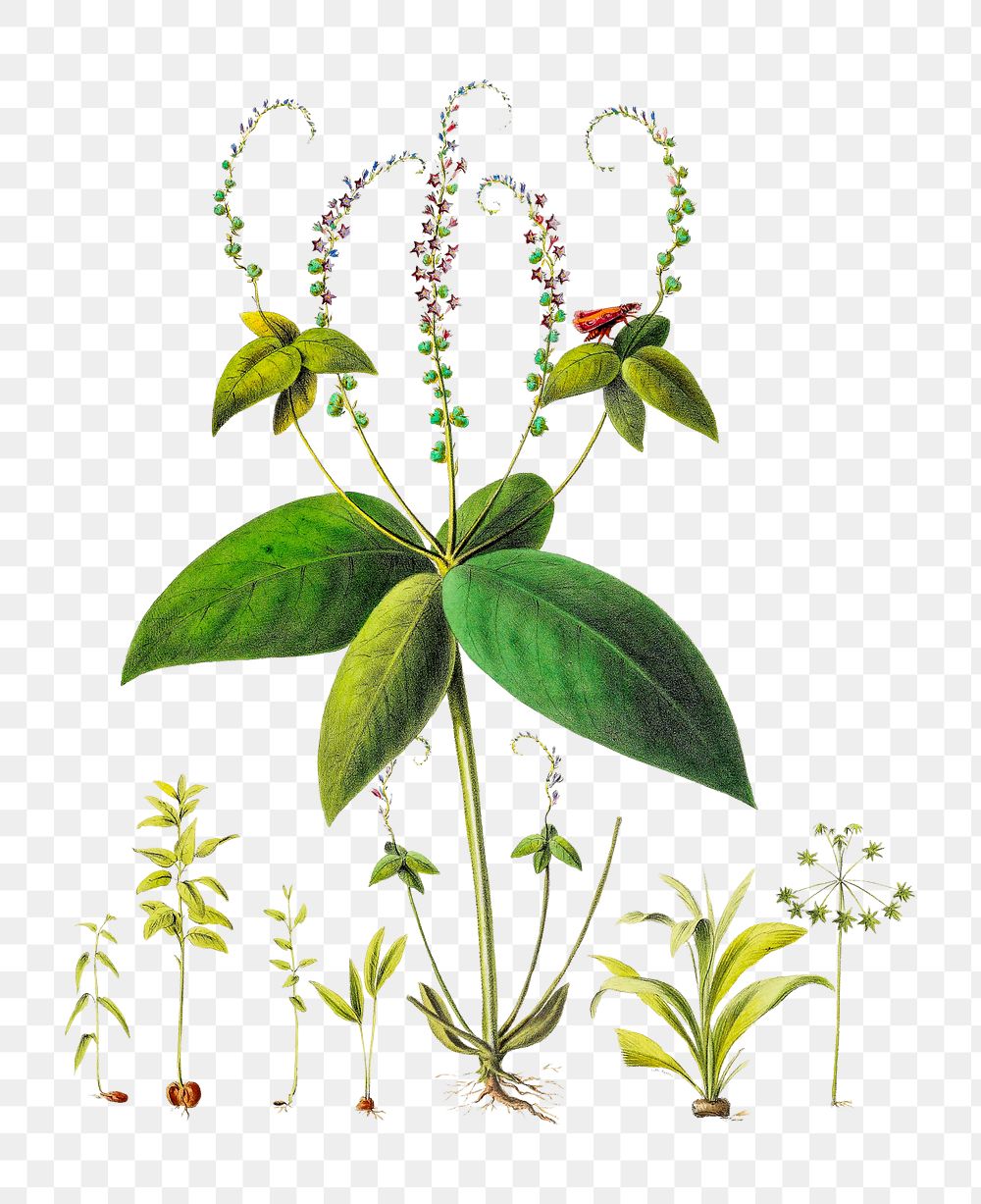 Spigelia anthelmia png, vintage botanical illustration on transparent background. Remixed by rawpixel.