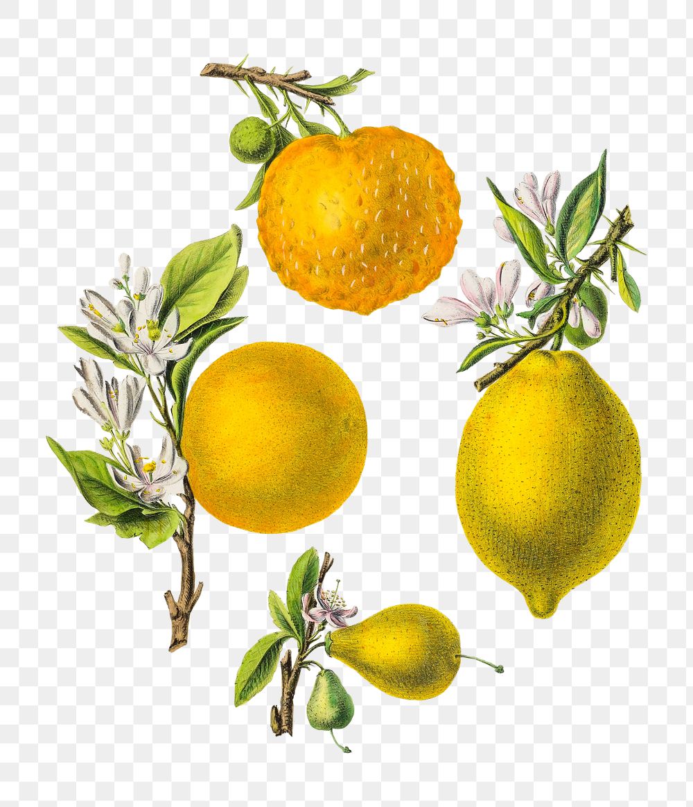 Citrus from Flore d'Amérique png, vintage botanical illustration on transparent background. Remixed by rawpixel.