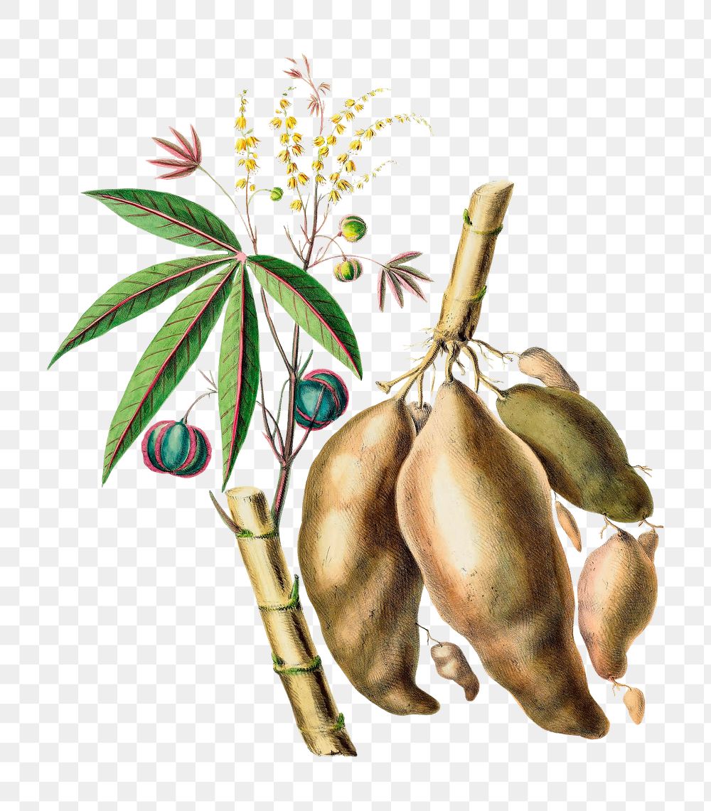 Manioc png, vintage botanical illustration on transparent background. Remixed by rawpixel.