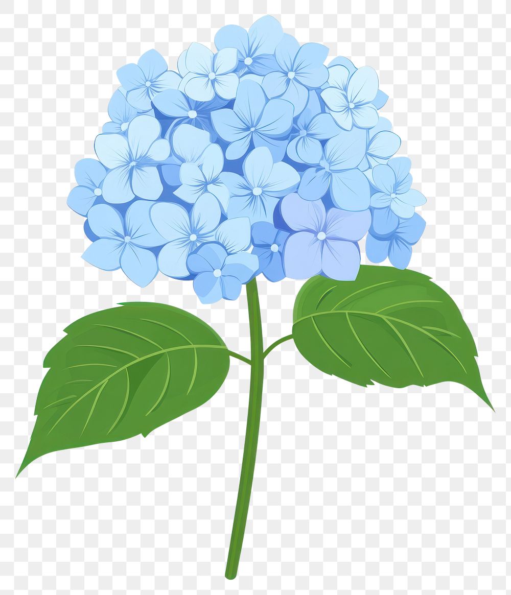 PNG Hydrangea illustration flower leaf.