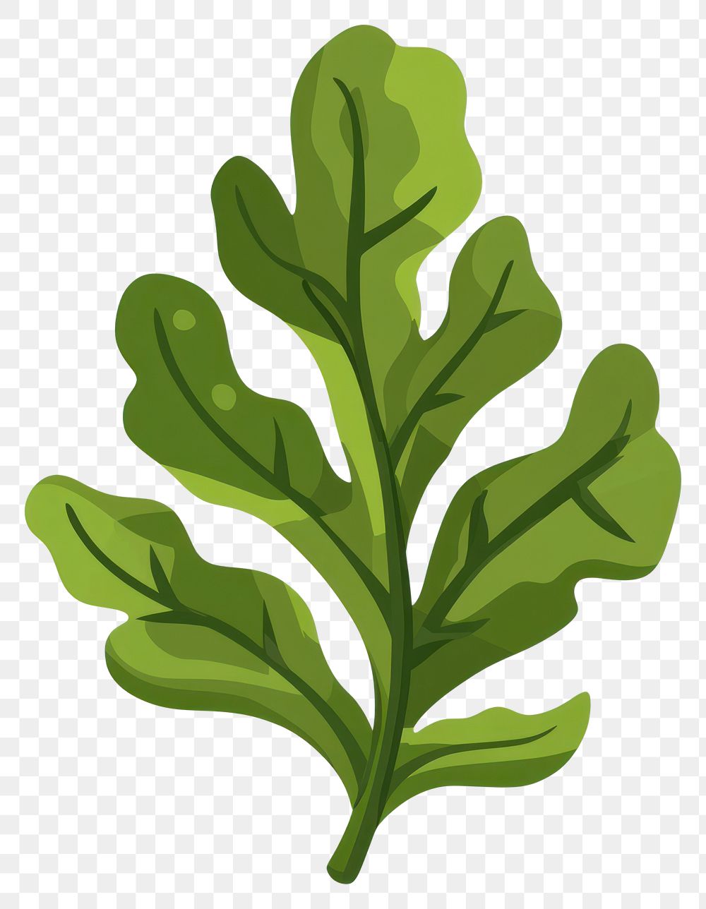 PNG Green seaweed leaf illustration plant vegetable.