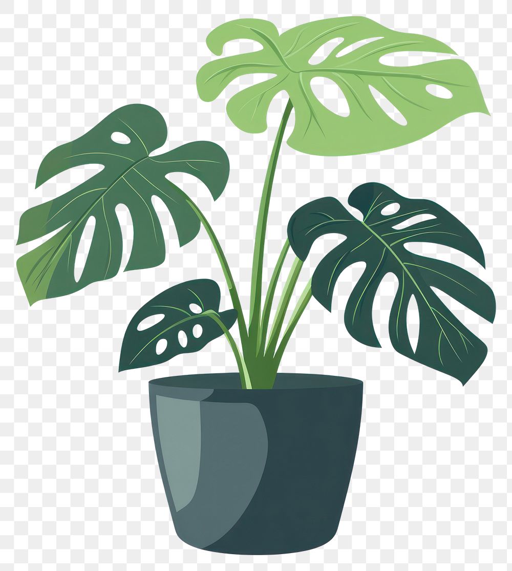 PNG Monstera potted plant illustration leaves leaf.