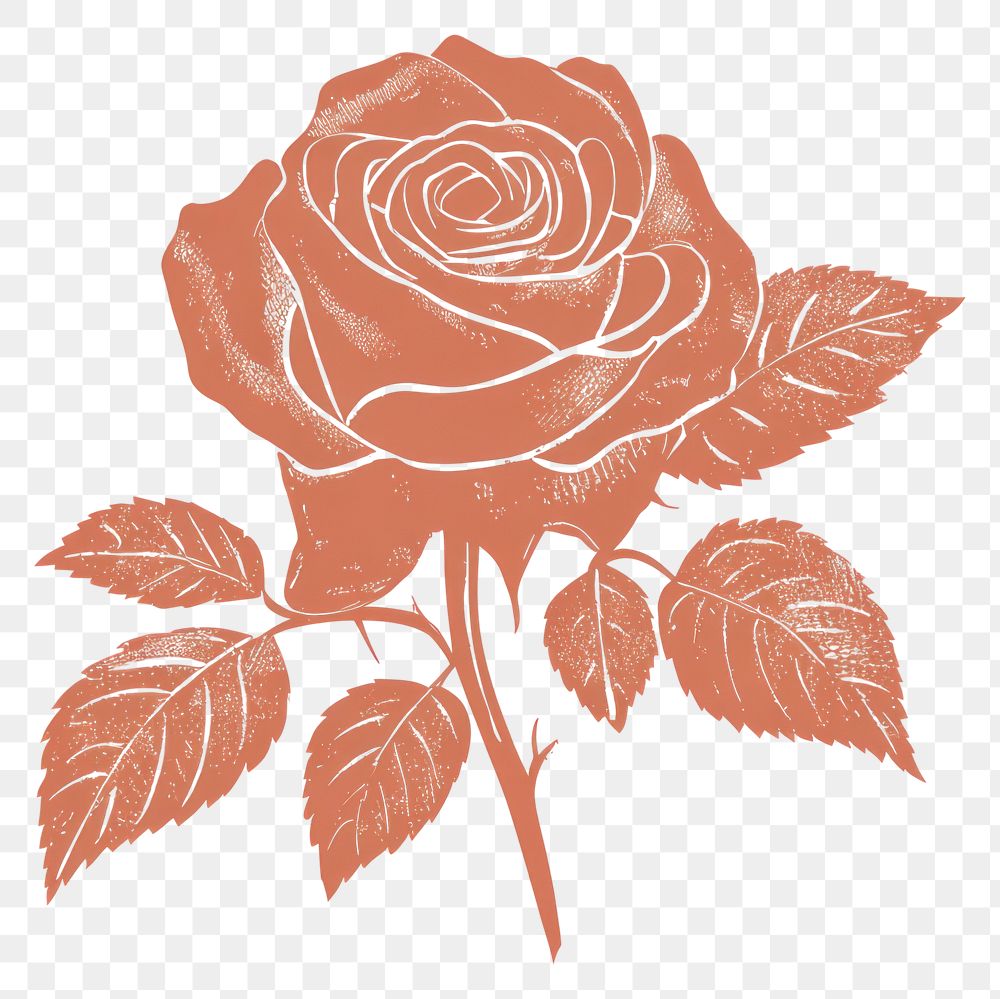 PNG Rose illustration drawing flower.