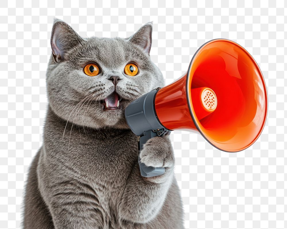 PNG A British shorthair cat holding a megaphone photography animal pet.