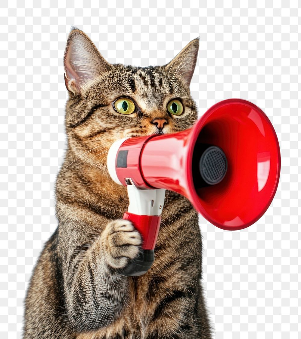 PNG A cat holding a megaphone photo photography animal.