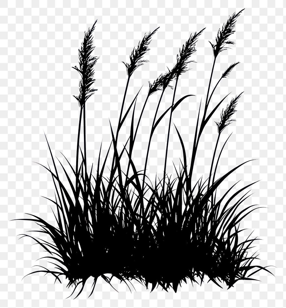 PNG Silhouette grass illustration plant.