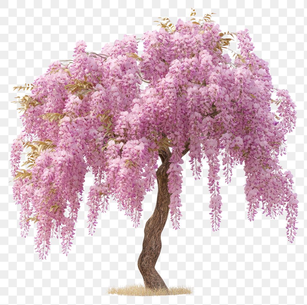 PNG Pink Wisteria flower tree wisteria blossoms pink wisteria.