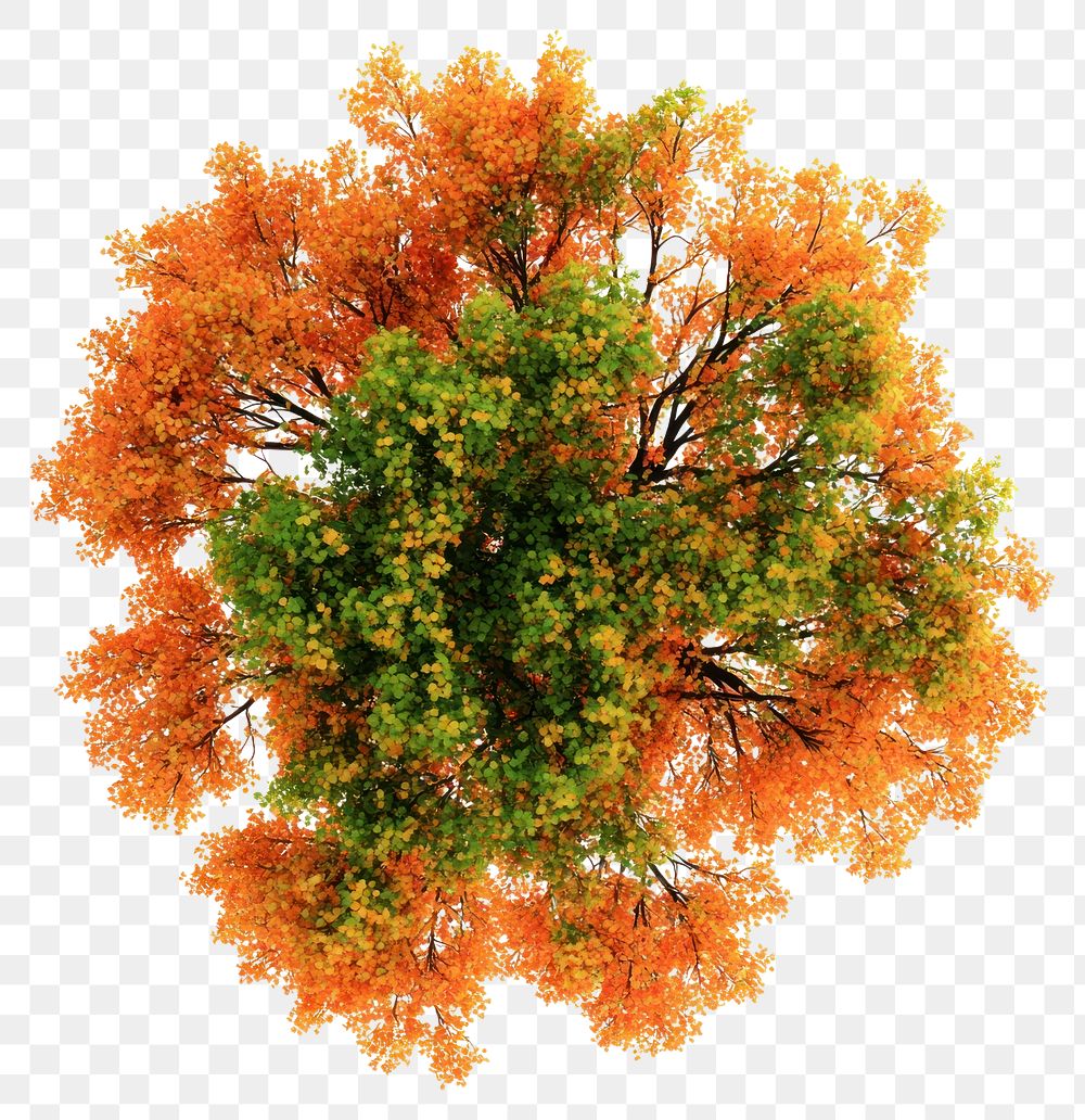 PNG Autumn tree photography orange leaves.