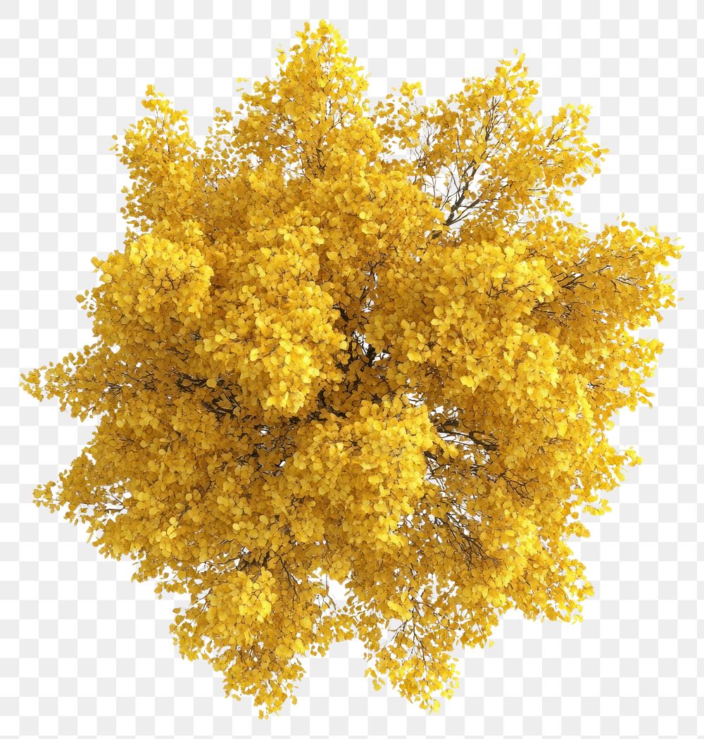 PNG Real yellow birch tree photography foliage view.