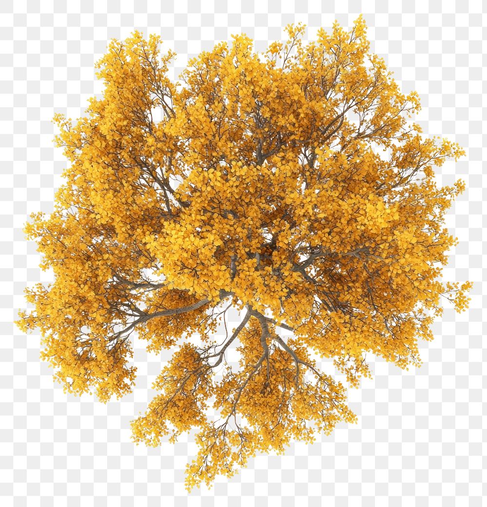 PNG Real yellow birch tree photography foliage view.