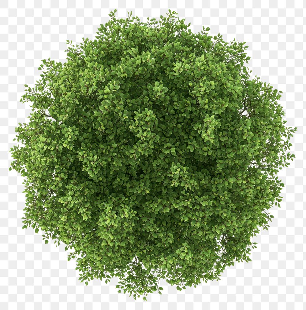 PNG Real sycamore tree plant green round.