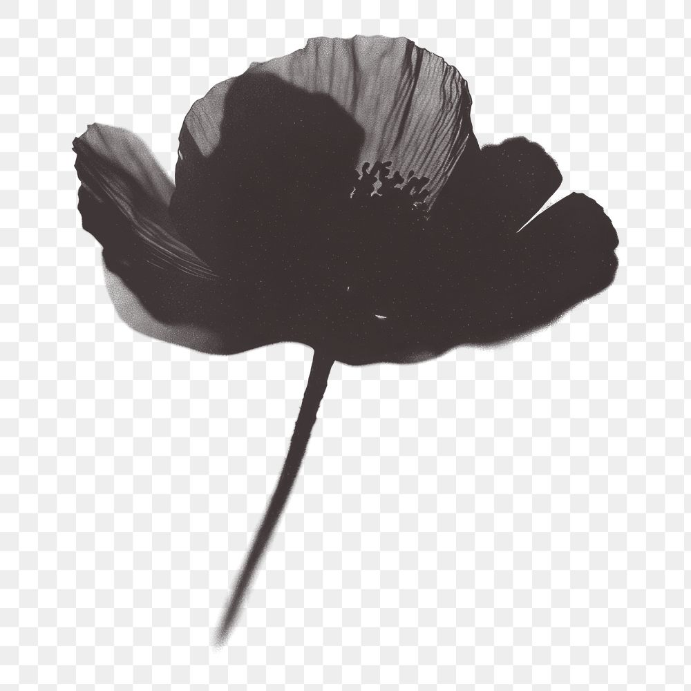 PNG Poppy flower poppy black white.