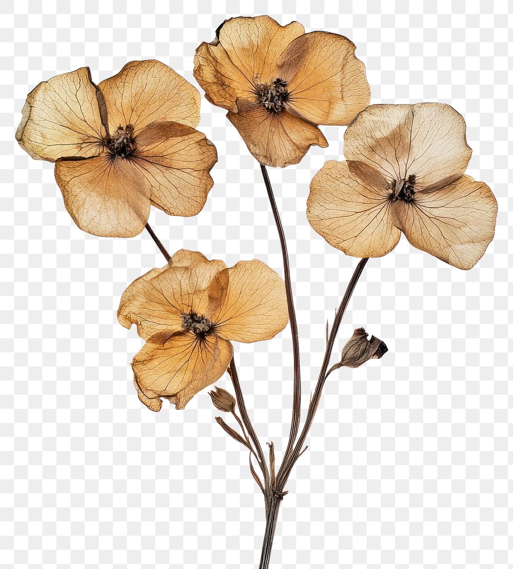 PNG Caspia flowers dried art.