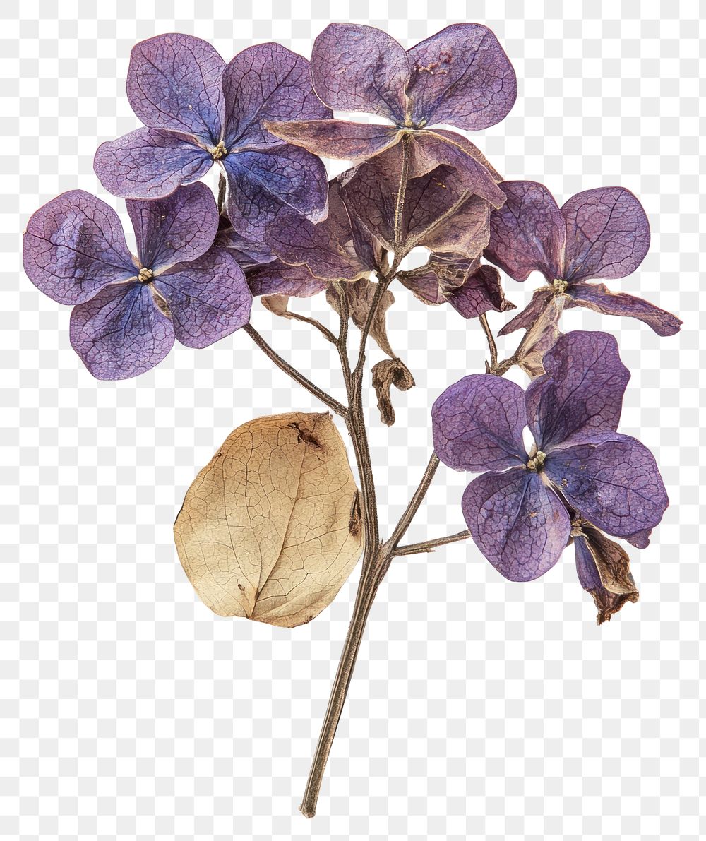 PNG Lilac flowers dried accessories.