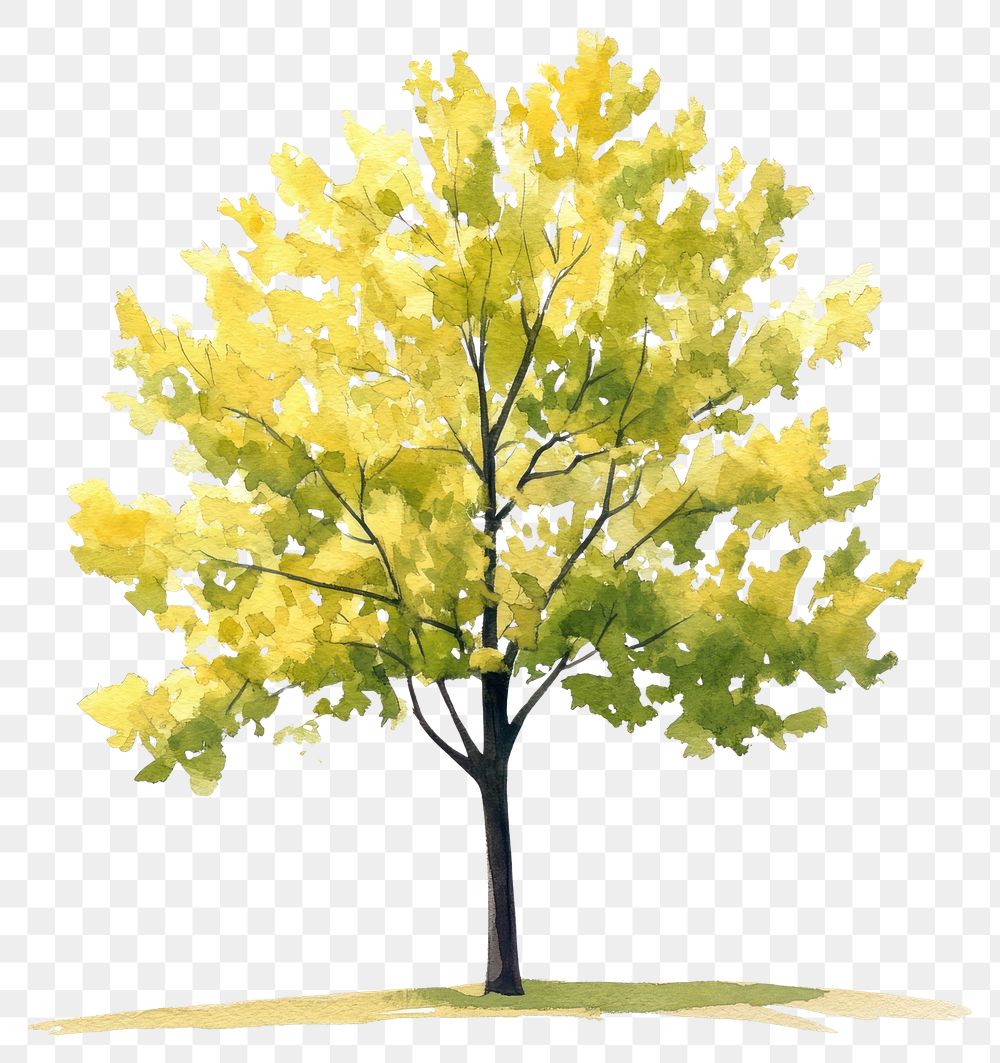 PNG Ginkgo tree illustration watercolor painting.