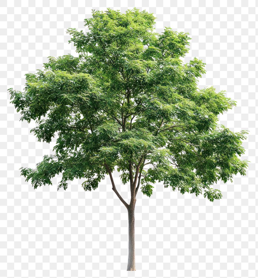 PNG Green tree background isolated illustration.