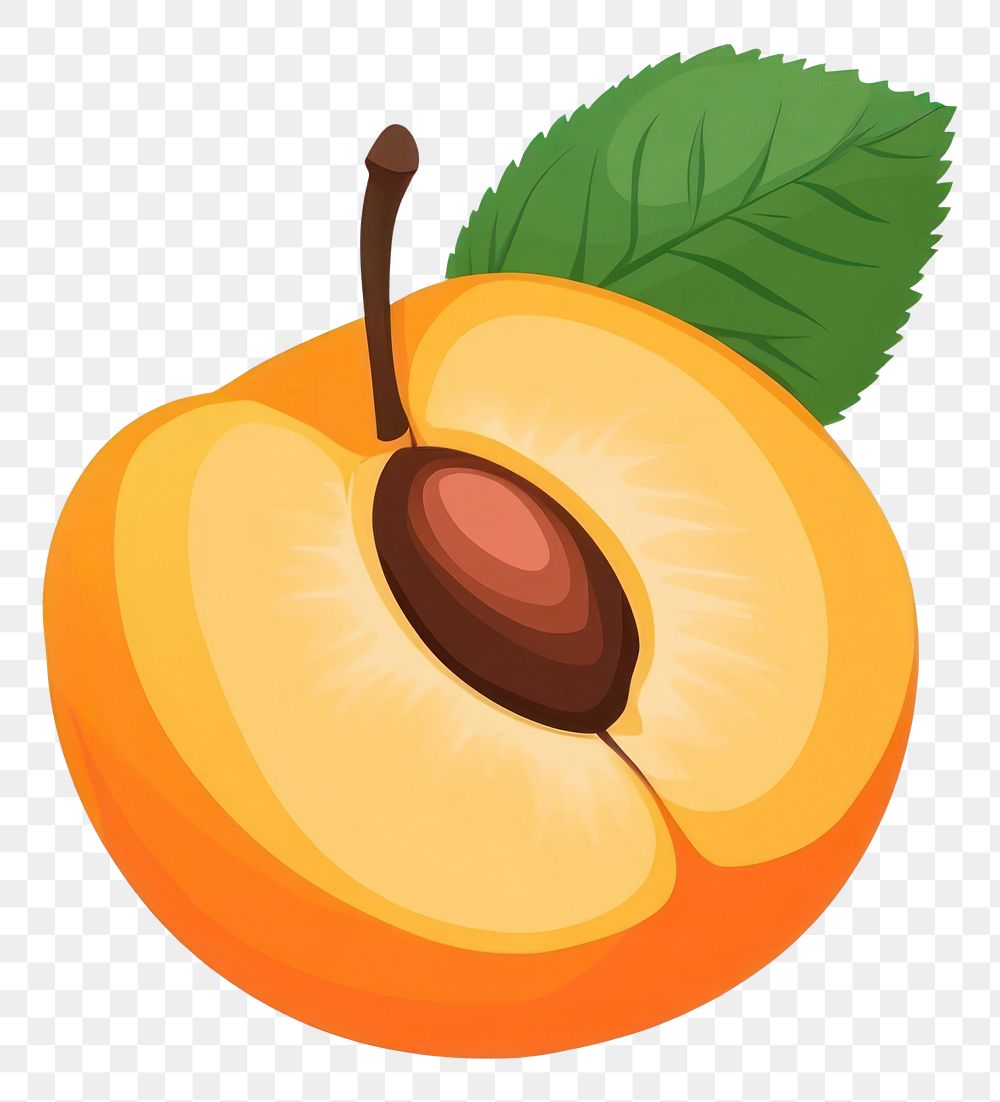 PNG Apricot illustration produce fruit.