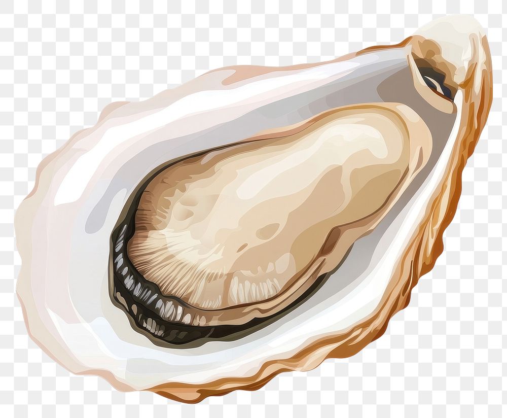 PNG Oyster oyster illustration seafood.