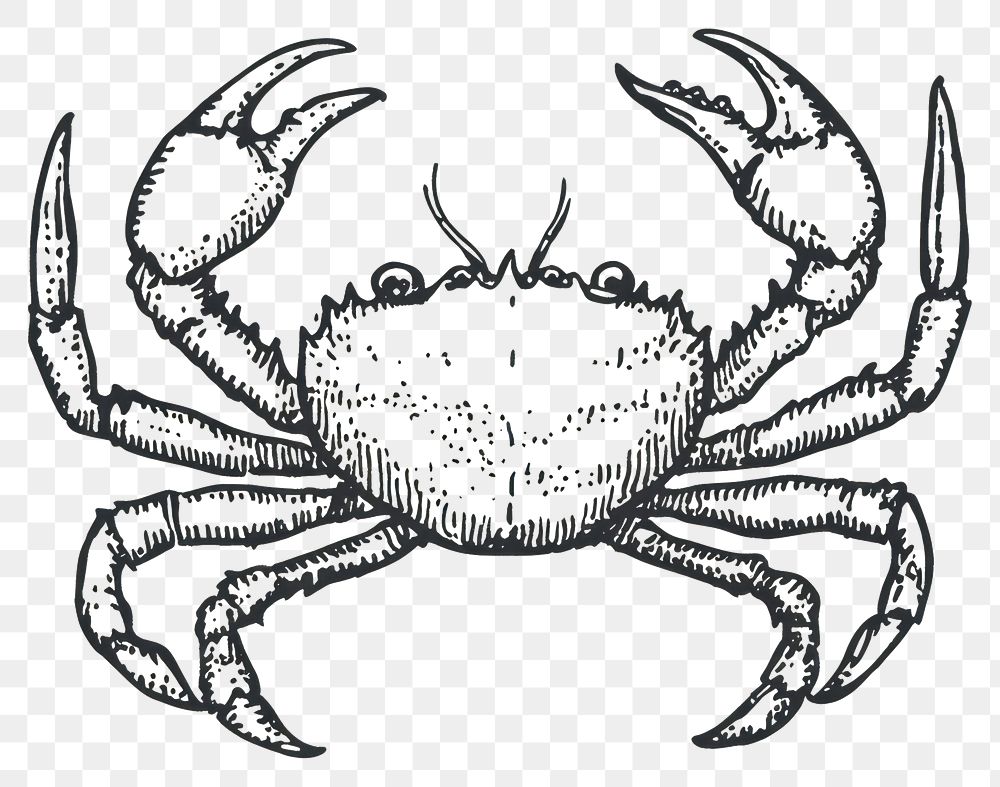 PNG Crab seafood invertebrate illustration.