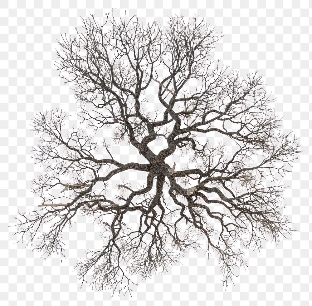 PNG Drying tree illustration illustrated | Free PNG - rawpixel