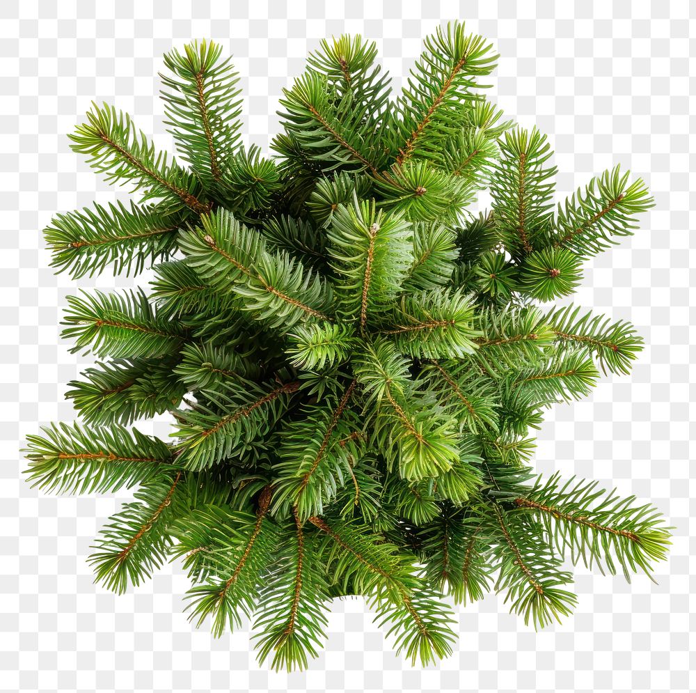 PNG Pine tree plant arrangement evergreen.