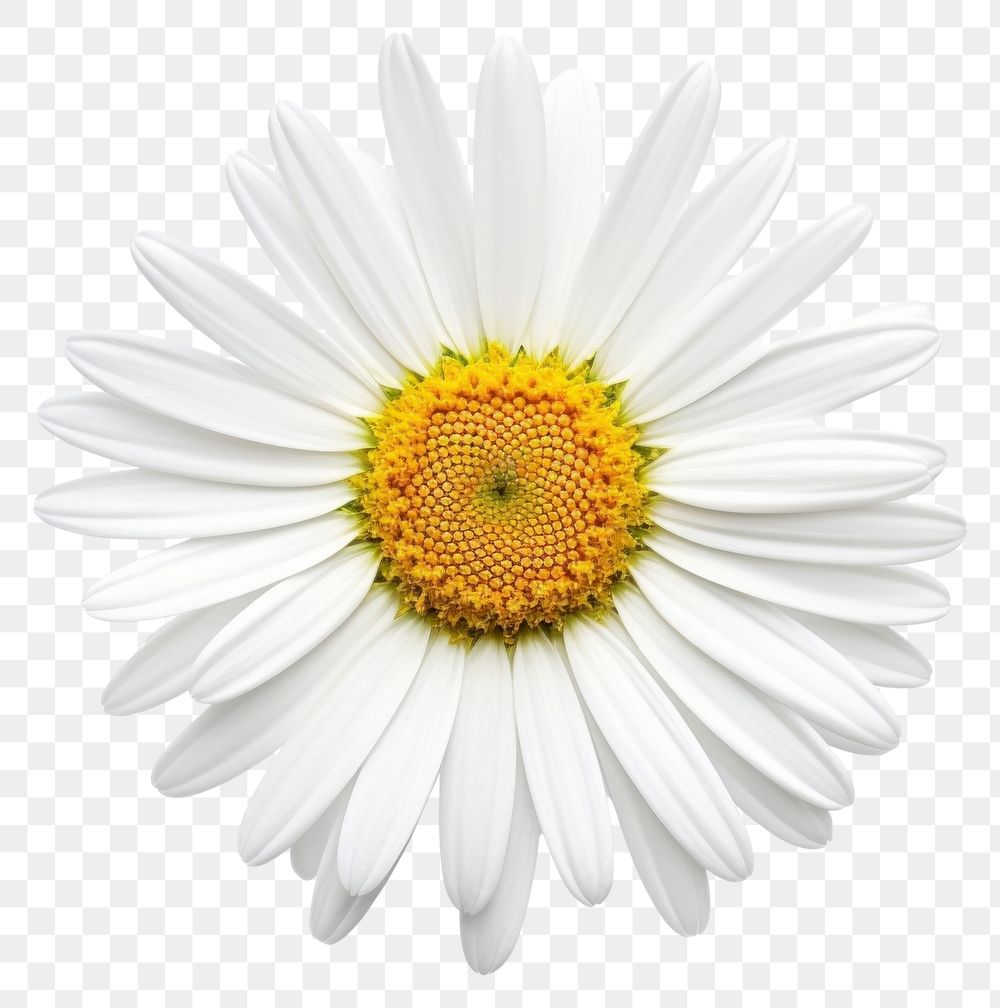 PNG Beautiful daisy flower background petals white.