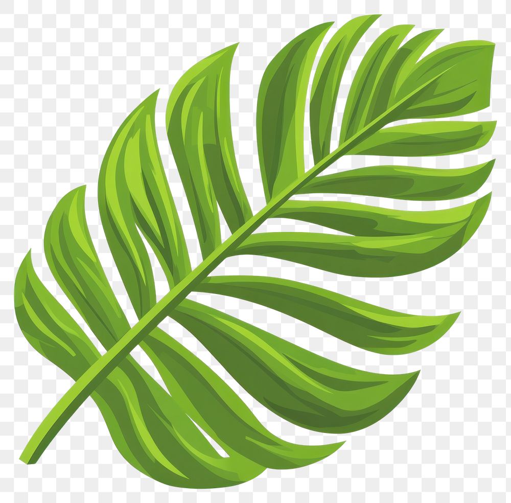 PNG Coconut leaf illustration plant green.