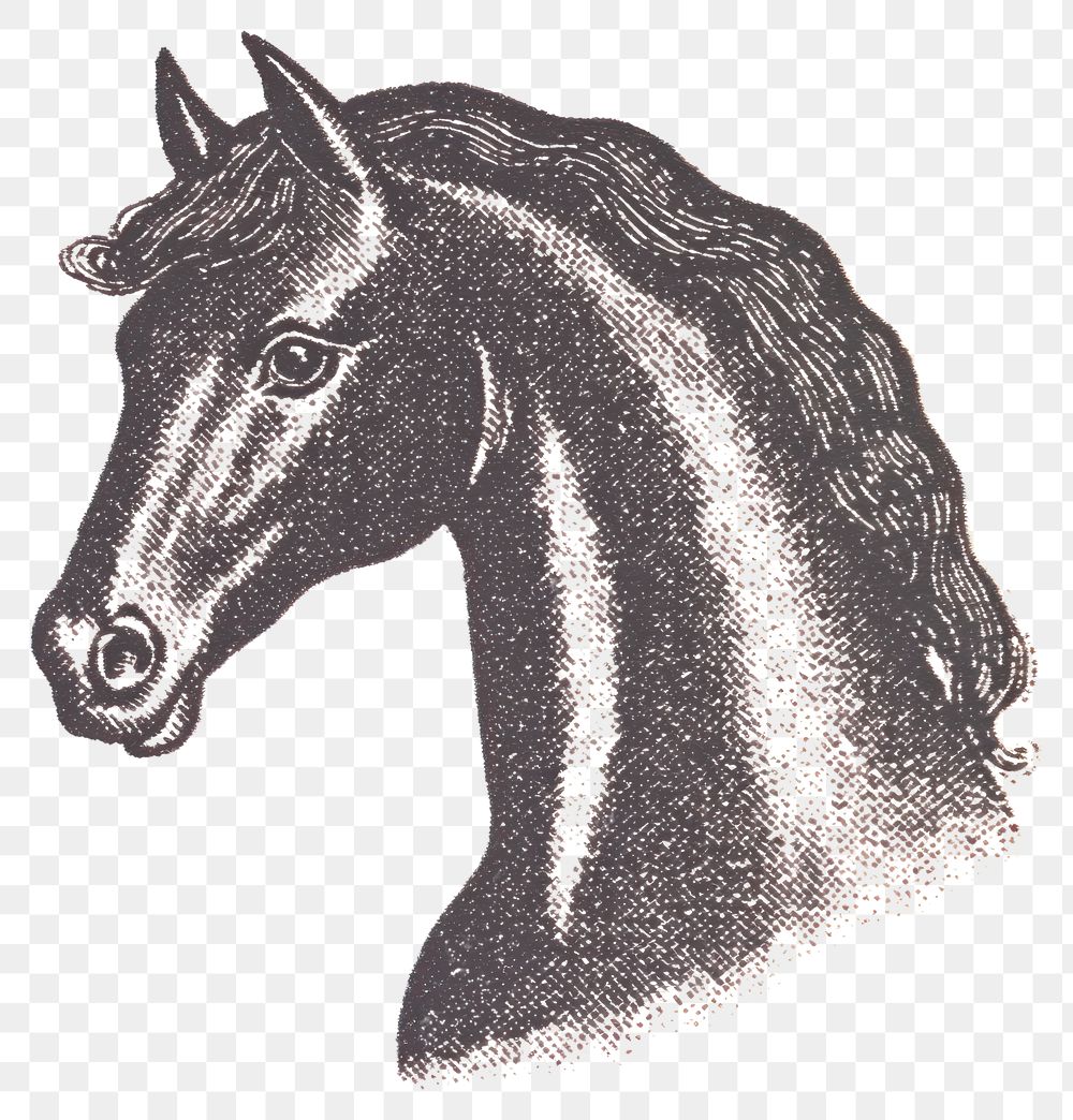 PNG Horse illustration drawing black.