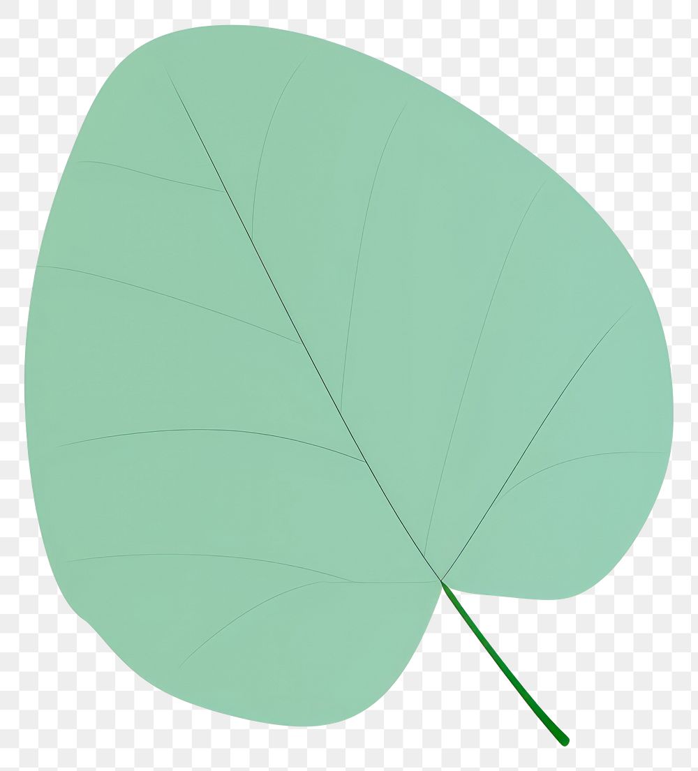 PNG Eucalyptus leaf illustration nature simple.