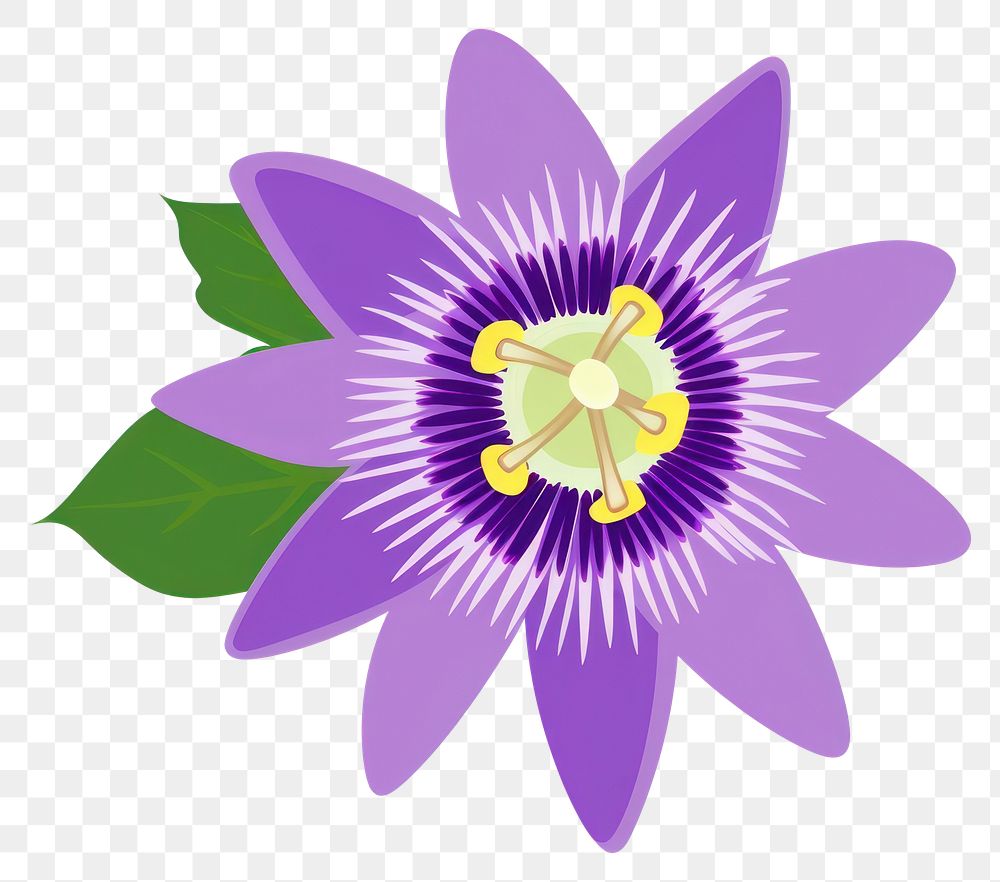 PNG Passionflower flower passionflower illustration purple.