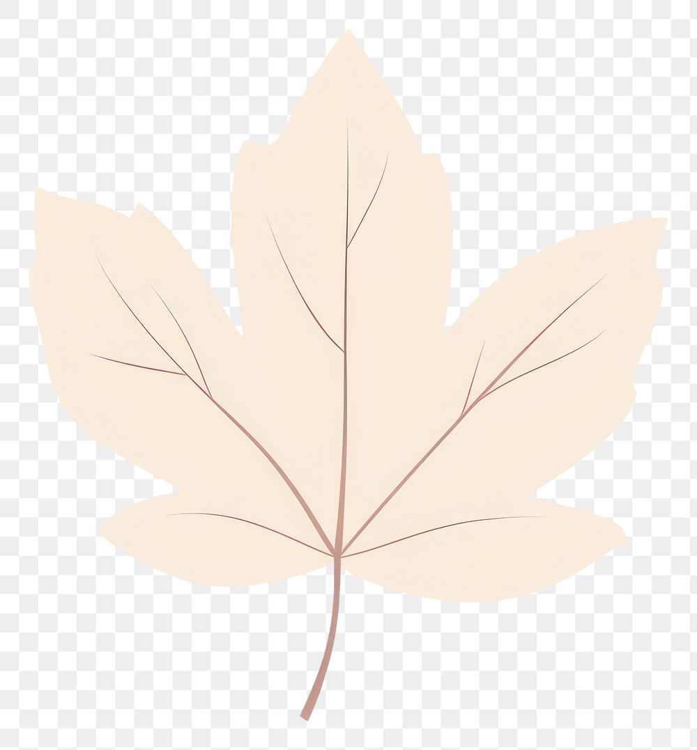 PNG Maple leaf illustration simple art.