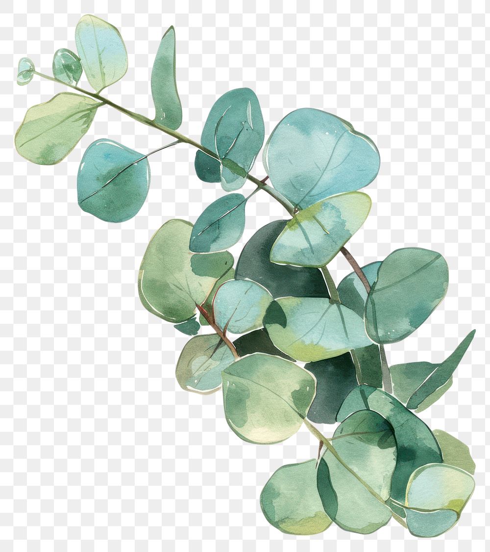 PNG Eucalyptus plant leaf art.