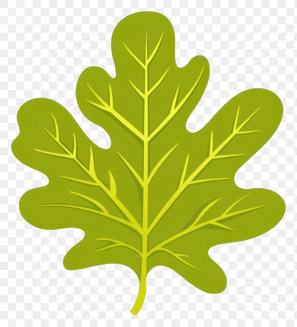 PNG Green rounded oak leaf illustration vector vegetable.