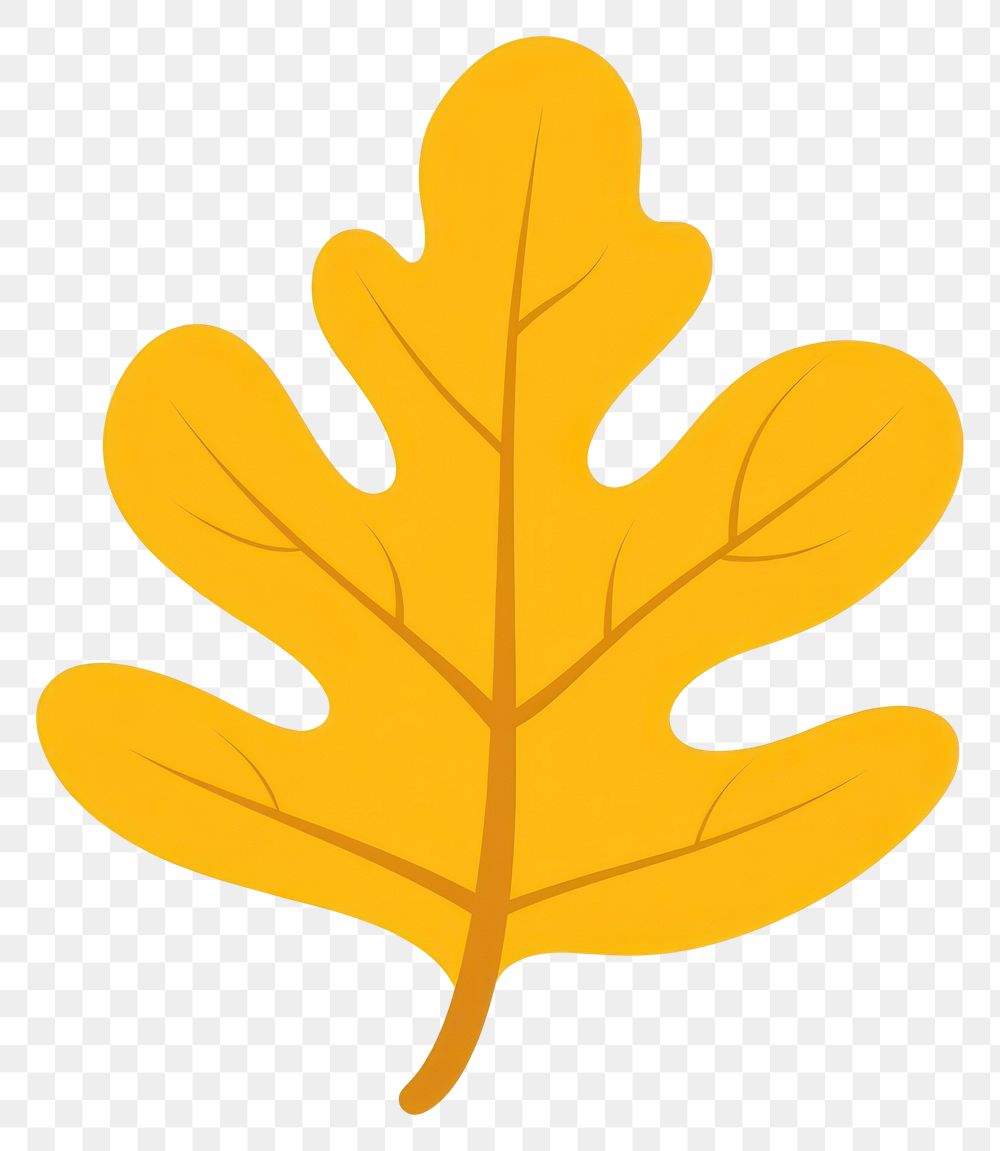 PNG Yellow rounded oak leaf illustration autumn fall.