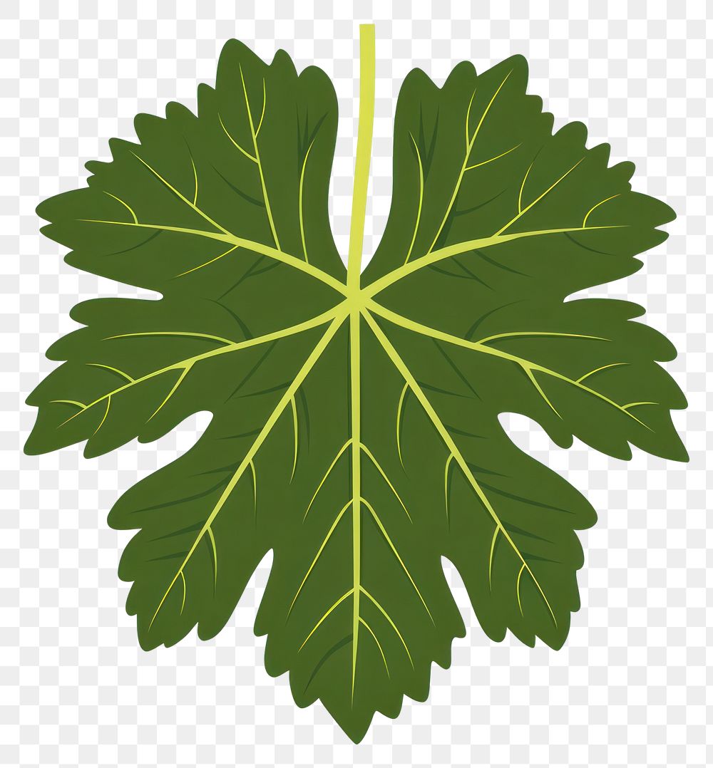 PNG Green grape leaf illustration plant botanical.