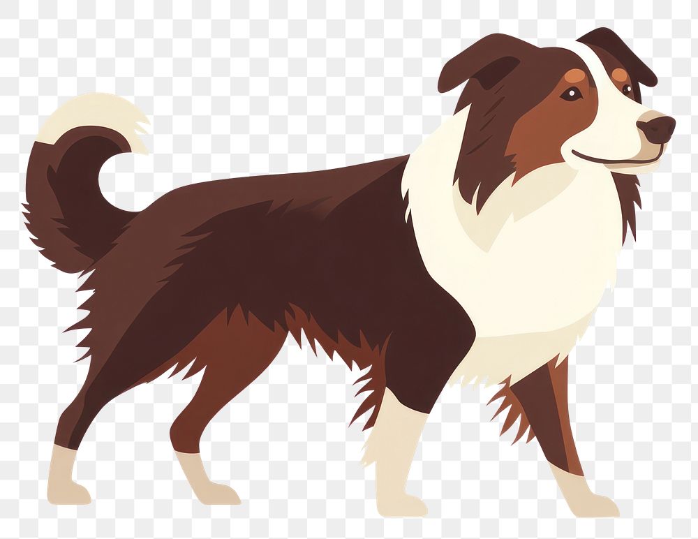 PNG Border Collie dog walking collie illustration animal.