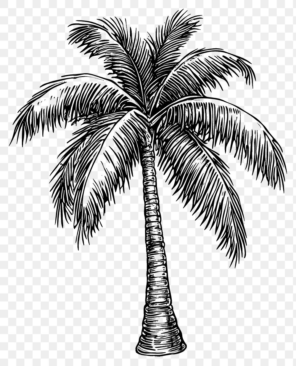 PNG Palm tree art drawing sketch.